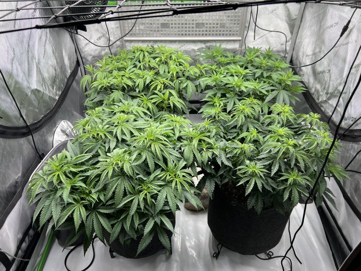 White Wedding, Blueberry Sugar, PURPLE BERRY, Sweet Flurry (Selfie Seeds), GWM — journal photo