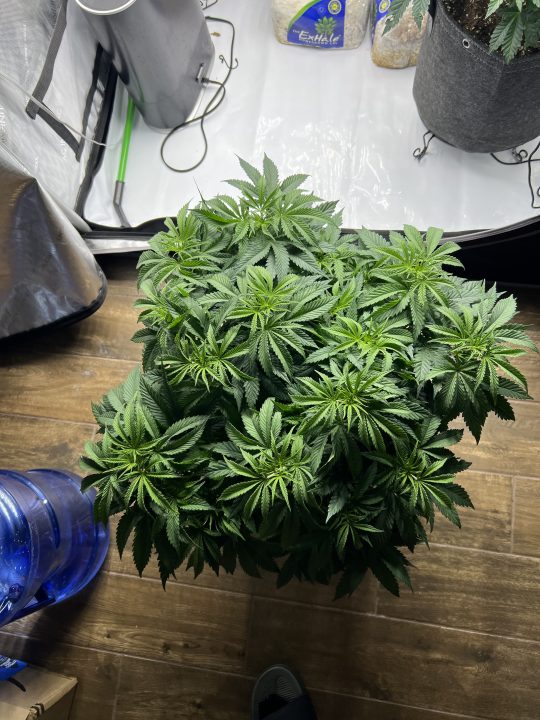 White Wedding, Blueberry Sugar, PURPLE BERRY, Sweet Flurry (Selfie Seeds), GWM — journal photo