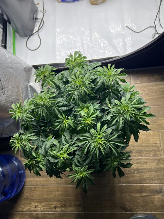 White Wedding, Blueberry Sugar, PURPLE BERRY, Sweet Flurry (Selfie Seeds), GWM — journal photo