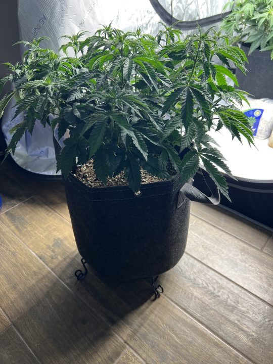 White Wedding, Blueberry Sugar, PURPLE BERRY, Sweet Flurry (Selfie Seeds), GWM — journal photo