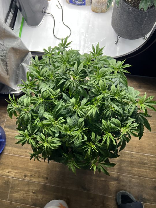 White Wedding, Blueberry Sugar, PURPLE BERRY, Sweet Flurry (Selfie Seeds), GWM — journal photo