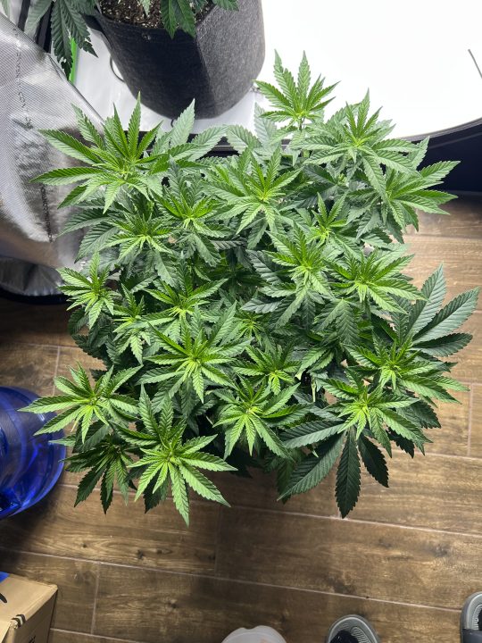 White Wedding, Blueberry Sugar, PURPLE BERRY, Sweet Flurry (Selfie Seeds), GWM — journal photo