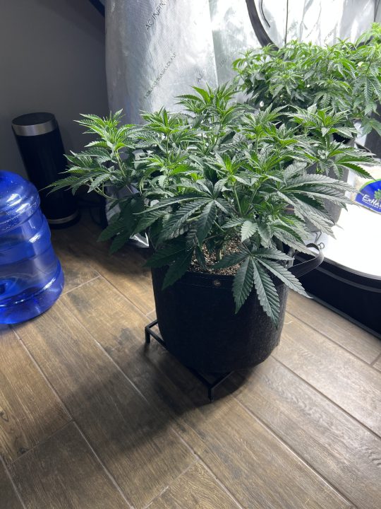 White Wedding, Blueberry Sugar, PURPLE BERRY, Sweet Flurry (Selfie Seeds), GWM — journal photo