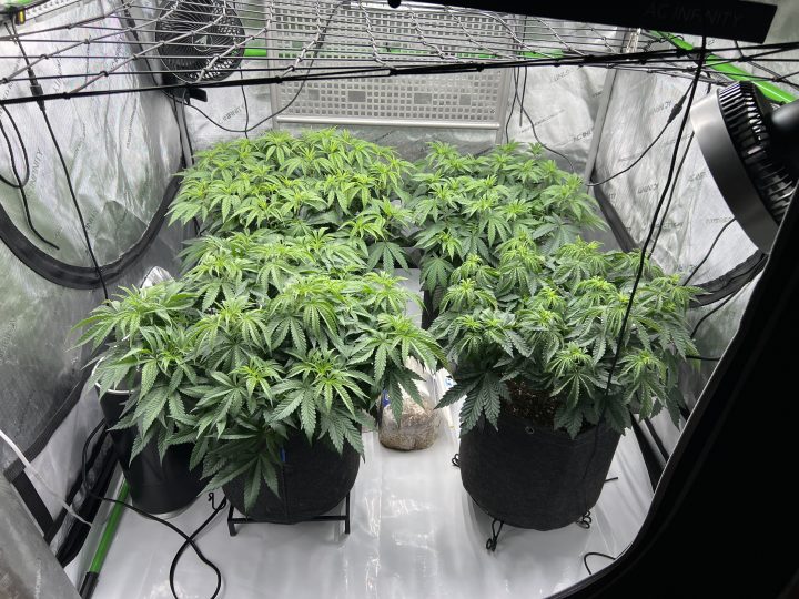 White Wedding, Blueberry Sugar, PURPLE BERRY, Sweet Flurry (Selfie Seeds), GWM — journal photo
