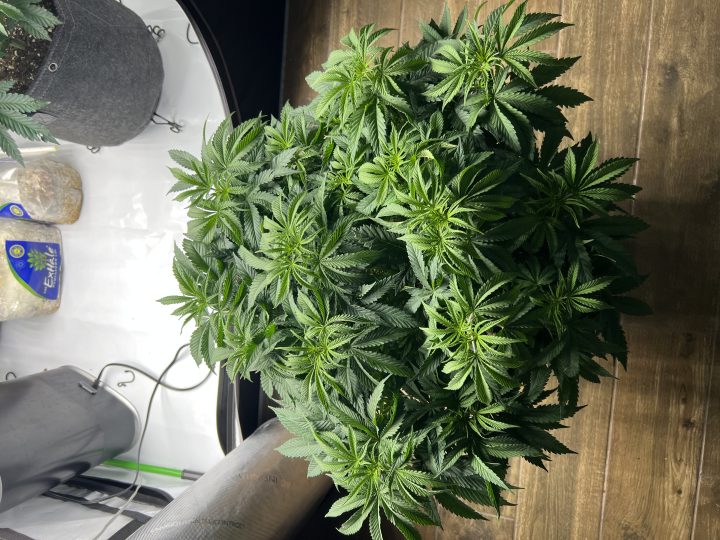 White Wedding, Blueberry Sugar, PURPLE BERRY, Sweet Flurry (Selfie Seeds), GWM — journal photo