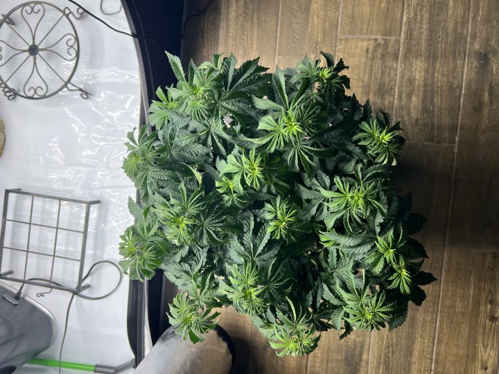 White Wedding, Blueberry Sugar, PURPLE BERRY, Sweet Flurry (Selfie Seeds), GWM — journal photo