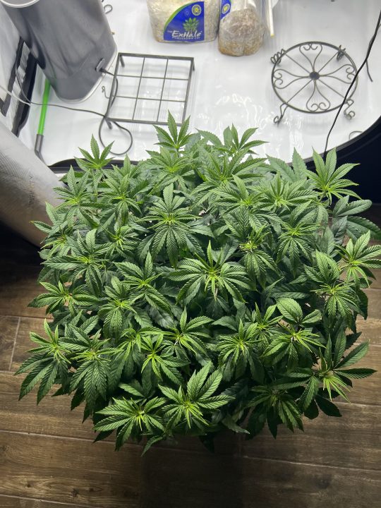 White Wedding, Blueberry Sugar, PURPLE BERRY, Sweet Flurry (Selfie Seeds), GWM — journal photo