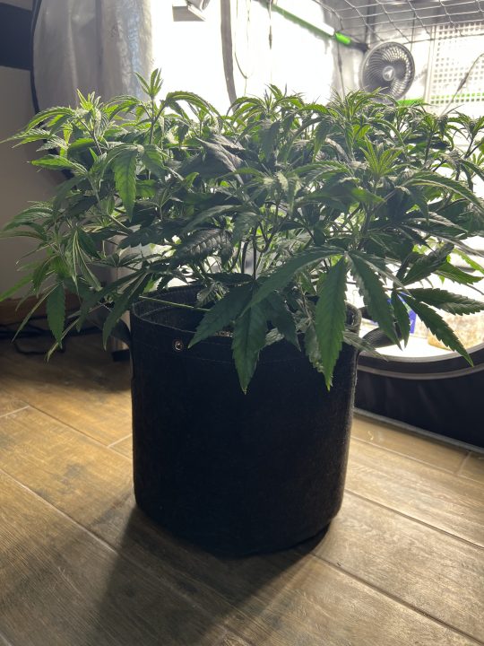 White Wedding, Blueberry Sugar, PURPLE BERRY, Sweet Flurry (Selfie Seeds), GWM — journal photo