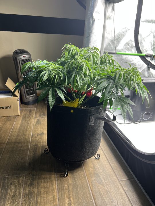 White Wedding, Blueberry Sugar, PURPLE BERRY, Sweet Flurry (Selfie Seeds), GWM — journal photo