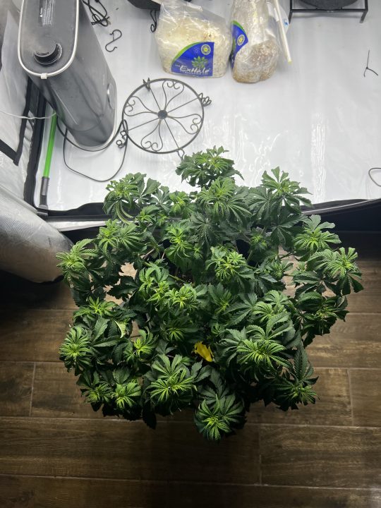 White Wedding, Blueberry Sugar, PURPLE BERRY, Sweet Flurry (Selfie Seeds), GWM — journal photo