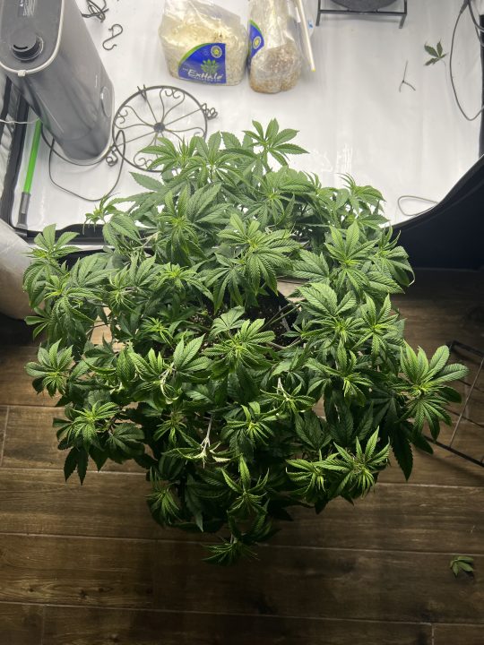 White Wedding, Blueberry Sugar, PURPLE BERRY, Sweet Flurry (Selfie Seeds), GWM — journal photo
