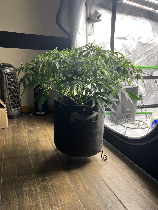 White Wedding, Blueberry Sugar, PURPLE BERRY, Sweet Flurry (Selfie Seeds), GWM — journal photo