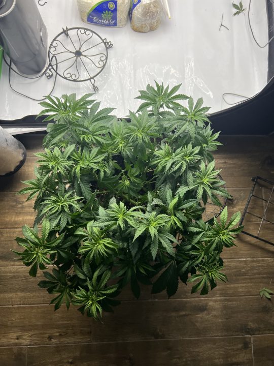 White Wedding, Blueberry Sugar, PURPLE BERRY, Sweet Flurry (Selfie Seeds), GWM — journal photo