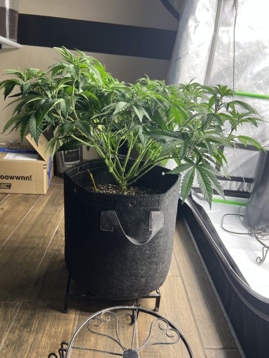 White Wedding, Blueberry Sugar, PURPLE BERRY, Sweet Flurry (Selfie Seeds), GWM — journal photo