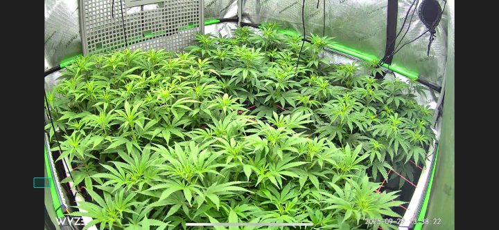 White Wedding, Blueberry Sugar, PURPLE BERRY, Sweet Flurry (Selfie Seeds), GWM — journal photo