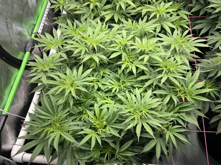 White Wedding, Blueberry Sugar, PURPLE BERRY, Sweet Flurry (Selfie Seeds), GWM — journal photo