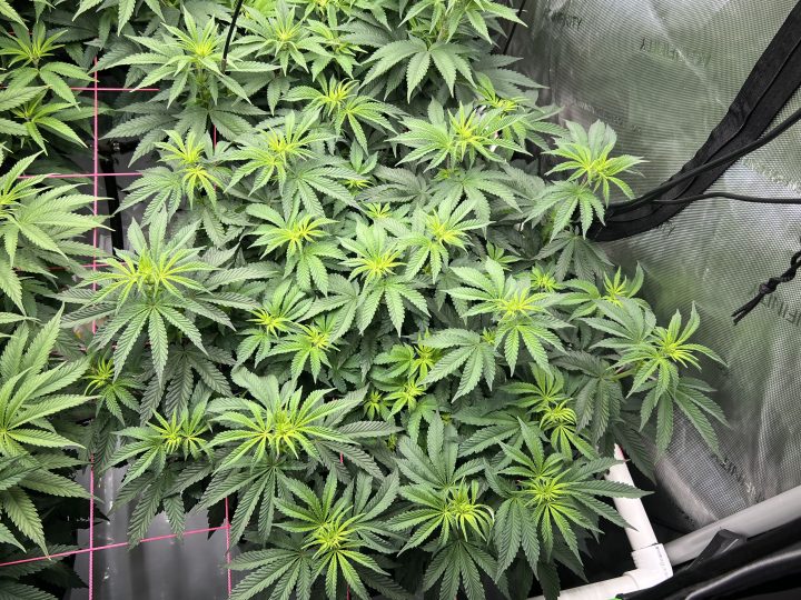 White Wedding, Blueberry Sugar, PURPLE BERRY, Sweet Flurry (Selfie Seeds), GWM — journal photo