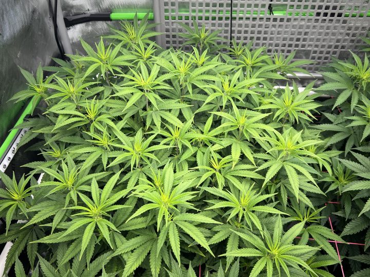 White Wedding, Blueberry Sugar, PURPLE BERRY, Sweet Flurry (Selfie Seeds), GWM — journal photo
