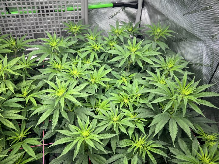 White Wedding, Blueberry Sugar, PURPLE BERRY, Sweet Flurry (Selfie Seeds), GWM — journal photo