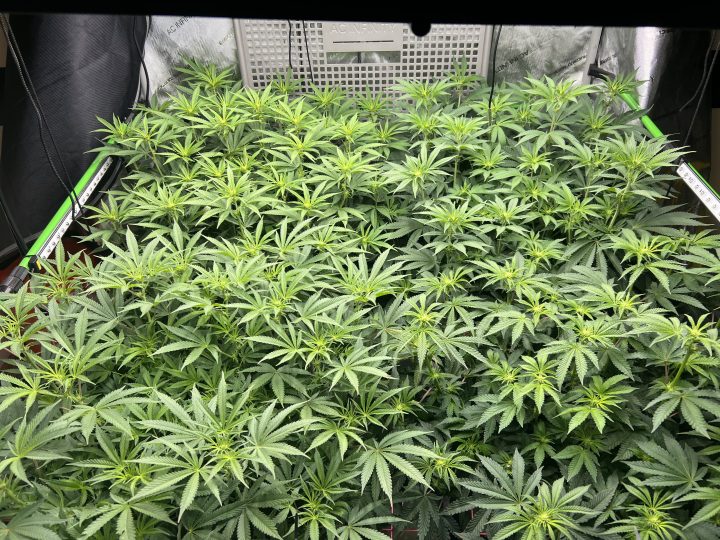 White Wedding, Blueberry Sugar, PURPLE BERRY, Sweet Flurry (Selfie Seeds), GWM — journal photo