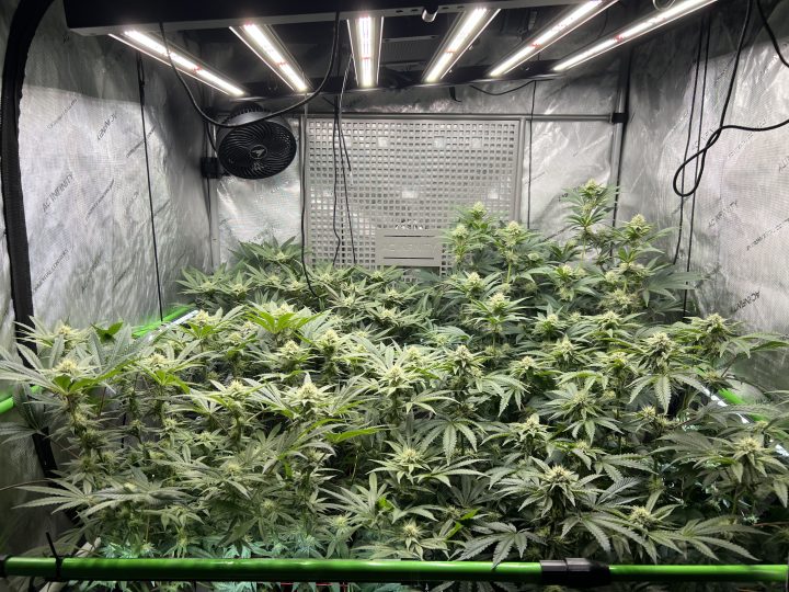 White Wedding, Blueberry Sugar, PURPLE BERRY, Sweet Flurry (Selfie Seeds), GWM — journal photo