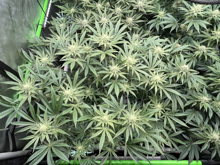 White Wedding, Blueberry Sugar, PURPLE BERRY, Sweet Flurry (Selfie Seeds), GWM — journal photo