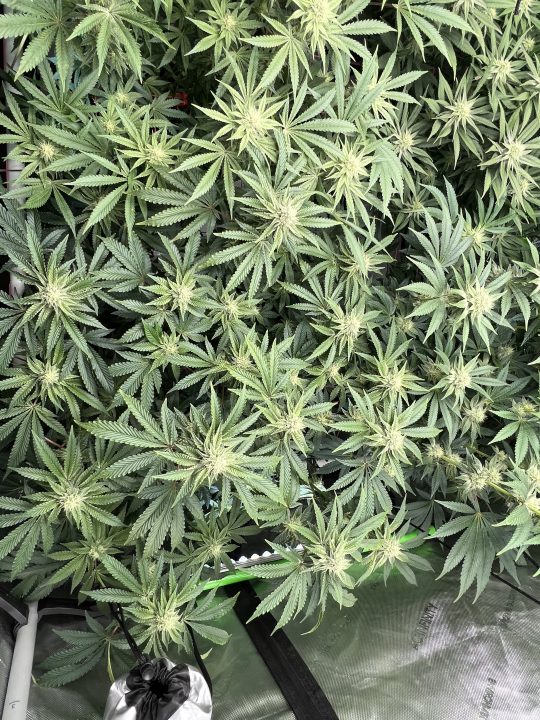 White Wedding, Blueberry Sugar, PURPLE BERRY, Sweet Flurry (Selfie Seeds), GWM — journal photo