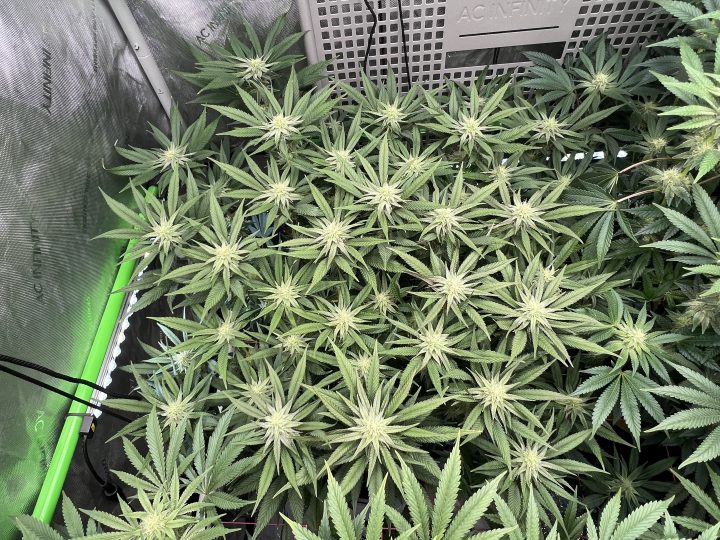 White Wedding, Blueberry Sugar, PURPLE BERRY, Sweet Flurry (Selfie Seeds), GWM — journal photo