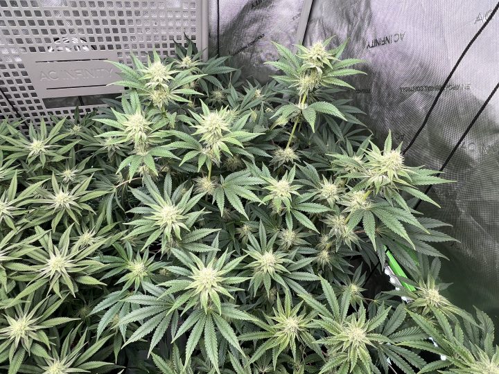White Wedding, Blueberry Sugar, PURPLE BERRY, Sweet Flurry (Selfie Seeds), GWM — journal photo