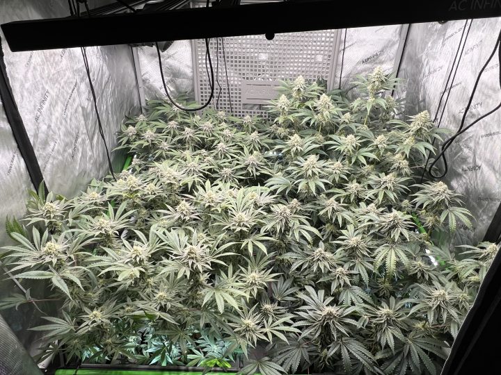 White Wedding, Blueberry Sugar, PURPLE BERRY, Sweet Flurry (Selfie Seeds), GWM — journal photo