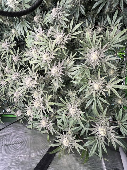 White Wedding, Blueberry Sugar, PURPLE BERRY, Sweet Flurry (Selfie Seeds), GWM — journal photo