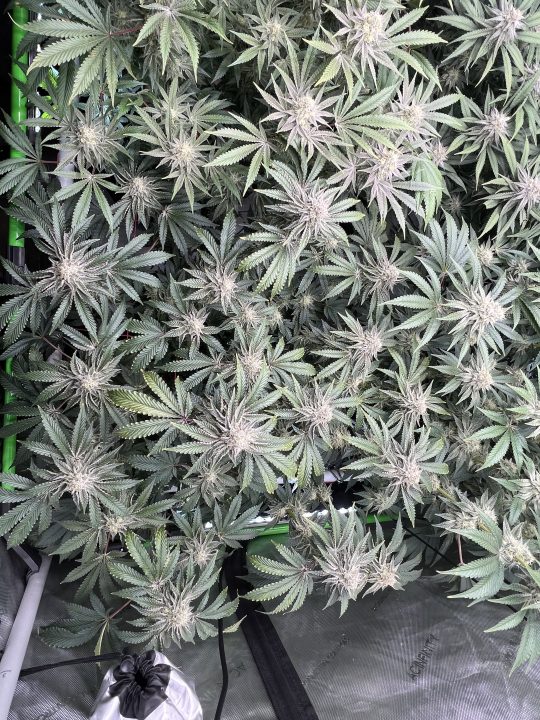 White Wedding, Blueberry Sugar, PURPLE BERRY, Sweet Flurry (Selfie Seeds), GWM — journal photo
