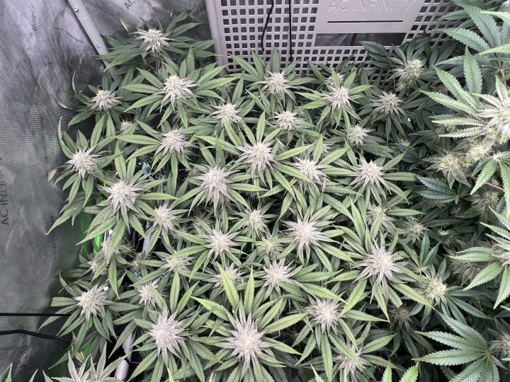 White Wedding, Blueberry Sugar, PURPLE BERRY, Sweet Flurry (Selfie Seeds), GWM — journal photo