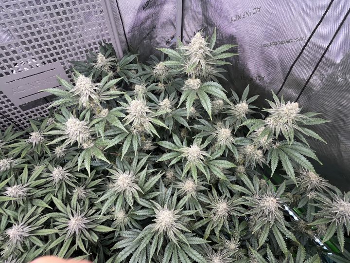 White Wedding, Blueberry Sugar, PURPLE BERRY, Sweet Flurry (Selfie Seeds), GWM — journal photo