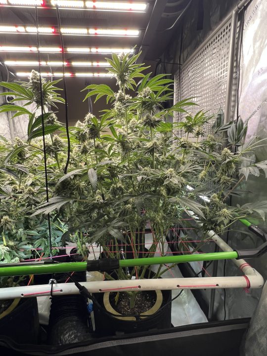 White Wedding, Blueberry Sugar, PURPLE BERRY, Sweet Flurry (Selfie Seeds), GWM — journal photo