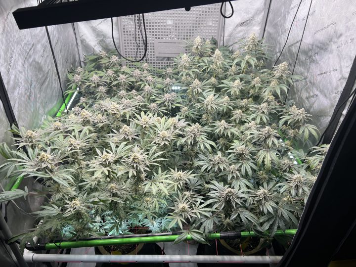 White Wedding, Blueberry Sugar, PURPLE BERRY, Sweet Flurry (Selfie Seeds), GWM — journal photo