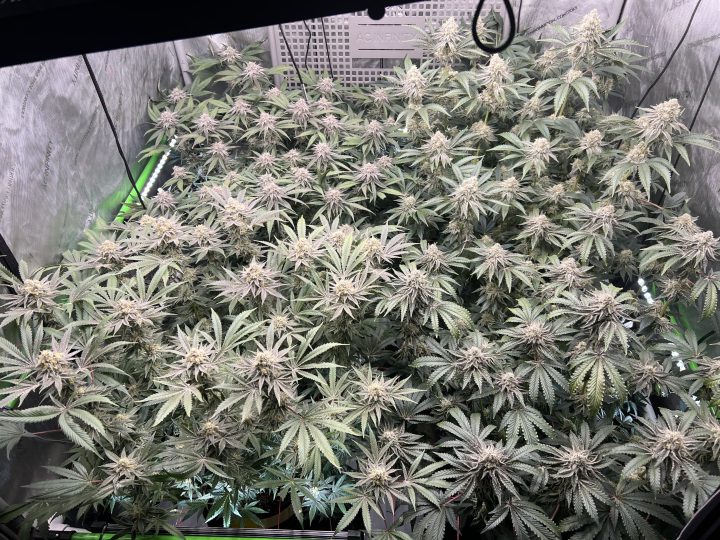 White Wedding, Blueberry Sugar, PURPLE BERRY, Sweet Flurry (Selfie Seeds), GWM — journal photo