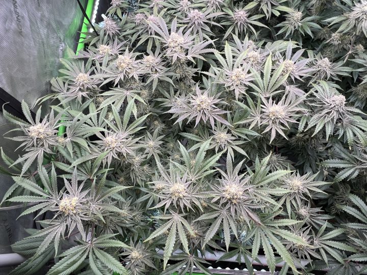 White Wedding, Blueberry Sugar, PURPLE BERRY, Sweet Flurry (Selfie Seeds), GWM — journal photo
