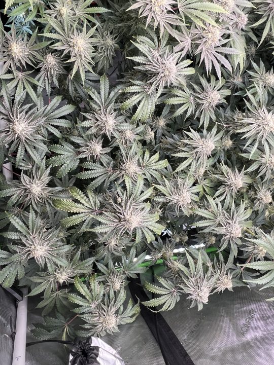White Wedding, Blueberry Sugar, PURPLE BERRY, Sweet Flurry (Selfie Seeds), GWM — journal photo