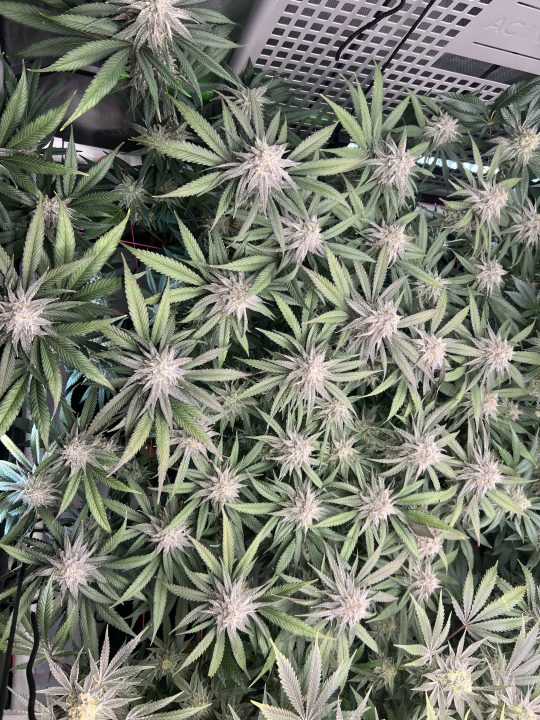 White Wedding, Blueberry Sugar, PURPLE BERRY, Sweet Flurry (Selfie Seeds), GWM — journal photo