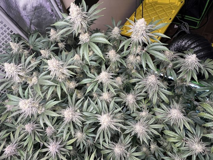 White Wedding, Blueberry Sugar, PURPLE BERRY, Sweet Flurry (Selfie Seeds), GWM — journal photo