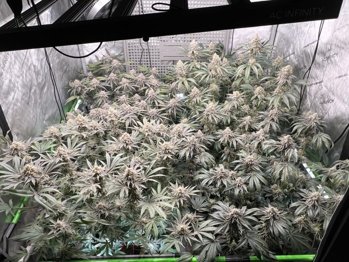 White Wedding, Blueberry Sugar, PURPLE BERRY, Sweet Flurry (Selfie Seeds), GWM — journal photo