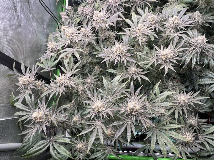 White Wedding, Blueberry Sugar, PURPLE BERRY, Sweet Flurry (Selfie Seeds), GWM — journal photo