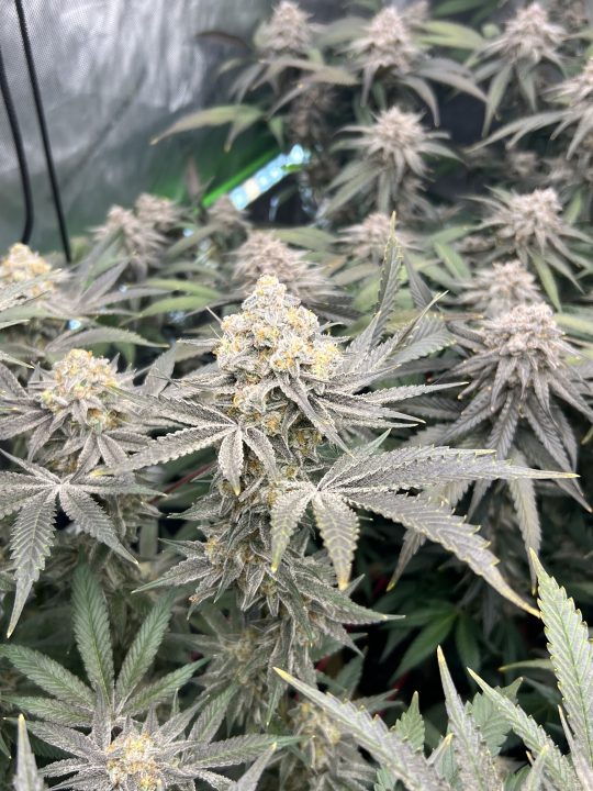 White Wedding, Blueberry Sugar, PURPLE BERRY, Sweet Flurry (Selfie Seeds), GWM — journal photo
