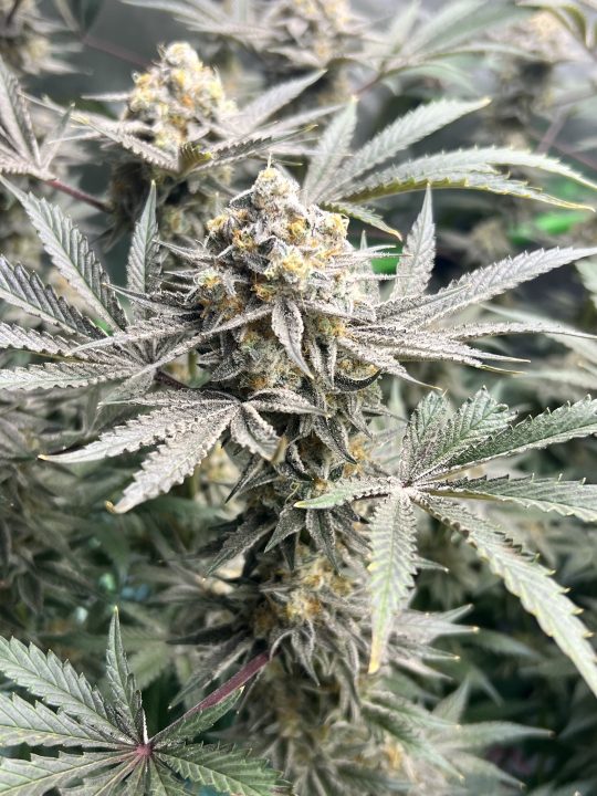White Wedding, Blueberry Sugar, PURPLE BERRY, Sweet Flurry (Selfie Seeds), GWM — journal photo