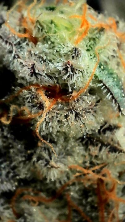 White Wedding, Blueberry Sugar, PURPLE BERRY, Sweet Flurry (Selfie Seeds), GWM — journal photo