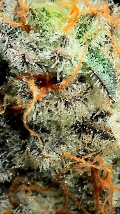 White Wedding, Blueberry Sugar, PURPLE BERRY, Sweet Flurry (Selfie Seeds), GWM — journal photo