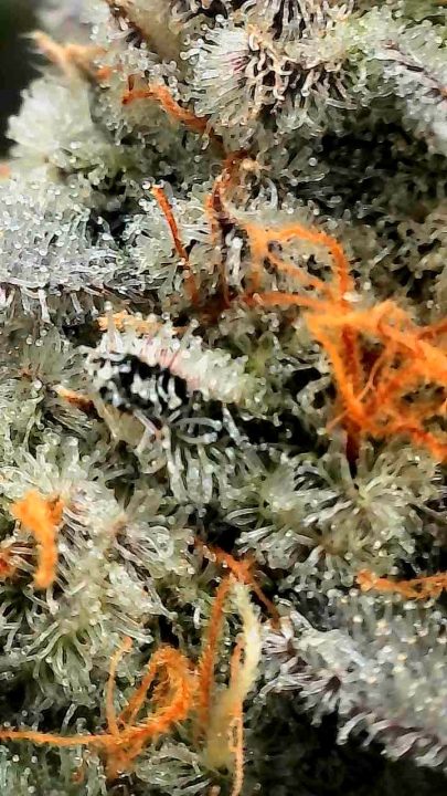 White Wedding, Blueberry Sugar, PURPLE BERRY, Sweet Flurry (Selfie Seeds), GWM — journal photo