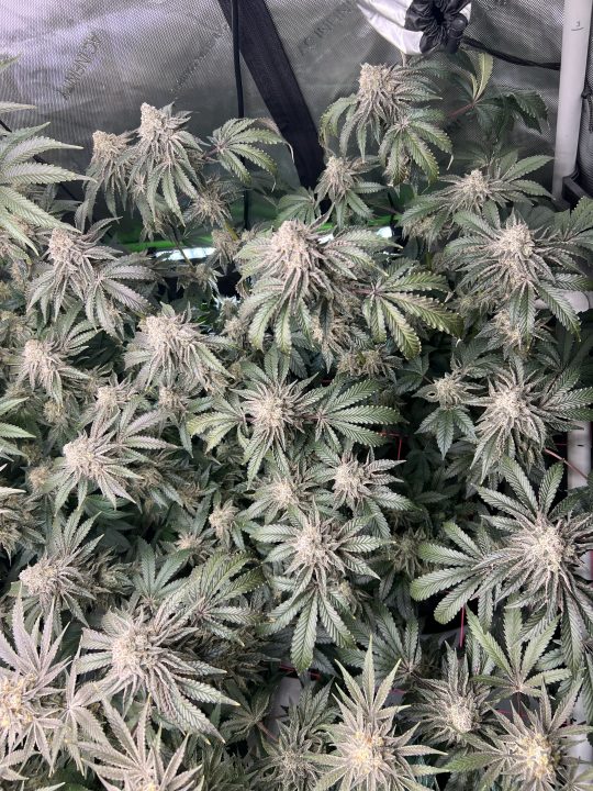 White Wedding, Blueberry Sugar, PURPLE BERRY, Sweet Flurry (Selfie Seeds), GWM — journal photo