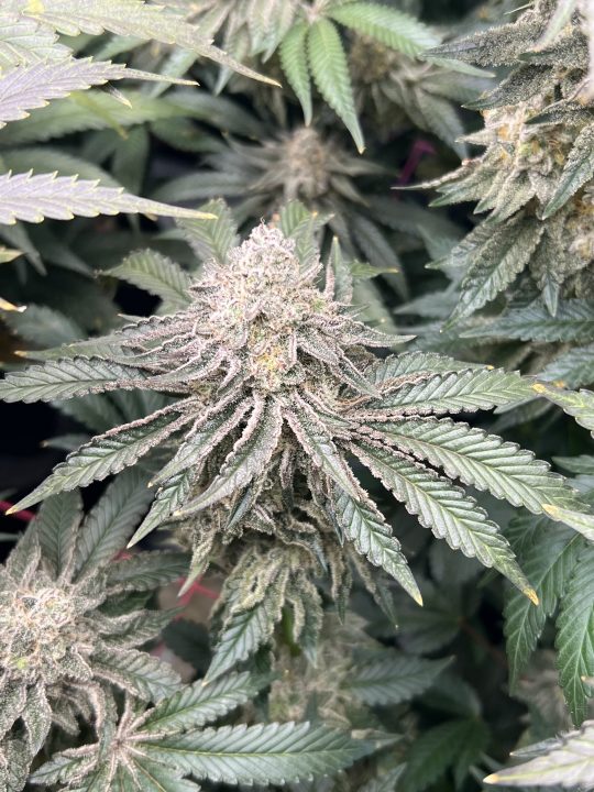 White Wedding, Blueberry Sugar, PURPLE BERRY, Sweet Flurry (Selfie Seeds), GWM — journal photo